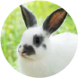 Conejos