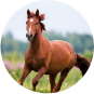 Equinos