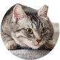 Gatos